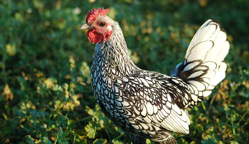 Bantam (small breeds) hen