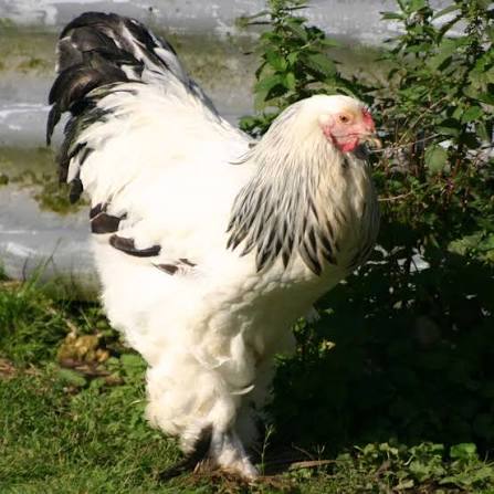 Brahma hen