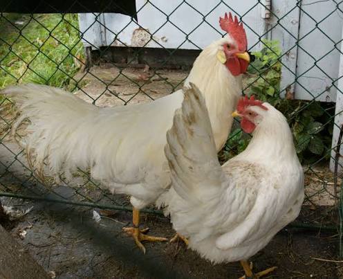 Leghorn hen