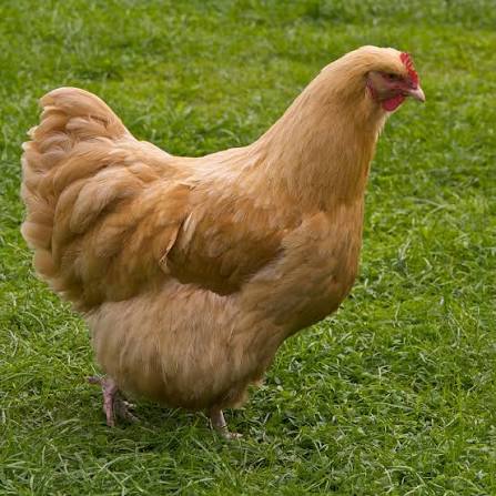 Orpington hen