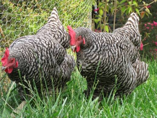 Plymouth Rock hen