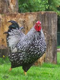 Wyandotte hen